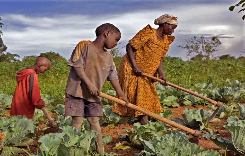 Les défis de la sécurité alimentaire en Afrique de l'Ouest