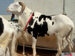 Crise d’approvisionnement en moutons pour l’Aïd en Côte d’Ivoire