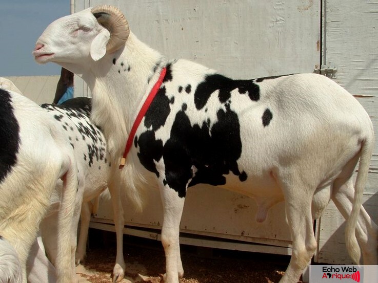 Crise d'approvisionnement en moutons pour l'Aïd en Côte d'Ivoire