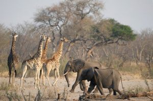 Voici pourquoi le Zimbabwe va abattre 200 éléphants pour nourrir sa population