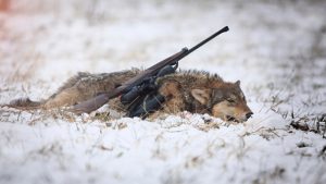 Pourquoi Poutine a envoyé des loups en première ligne en Ukraine ?