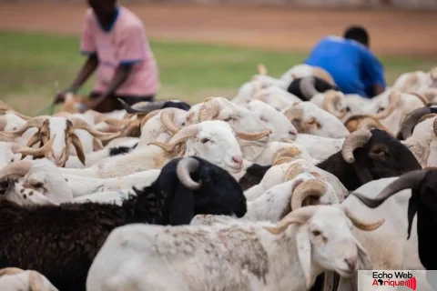 Niger-Tabaski : L’interdiction d’exporter du bétail attise la grogne des éleveurs